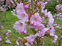 pr ser yae murasaki.JPG